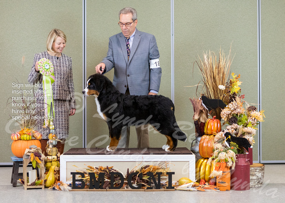 Dogshow 2023-10-29 BMDCNI Win Photos - Sun--090822-3