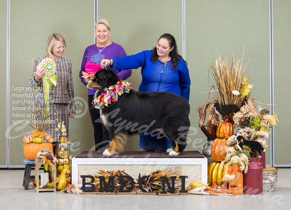 Dogshow 2023-10-29 BMDCNI Win Photos - Sun--093225-2