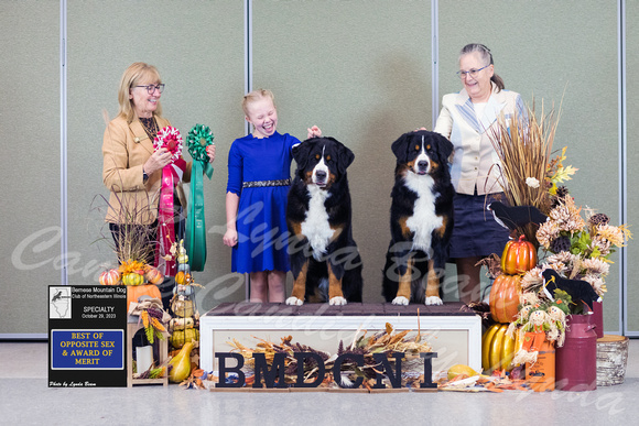 Dogshow 2023-10-29 BMDCNI Win Photos - Sun--145159