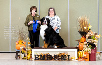 Dogshow 2023-10-29 BMDCNI Win Photos - Sun--121256-3