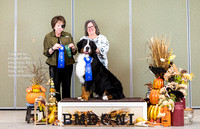 Dogshow 2023-10-29 BMDCNI Win Photos - Sun--121404