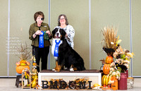 Dogshow 2023-10-29 BMDCNI Win Photos - Sun--121430-2