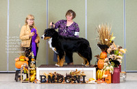 Dogshow 2023-10-29 BMDCNI Win Photos - Sun--143109-3