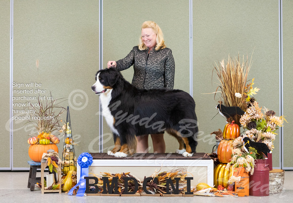 Dogshow 2023-10-29 BMDCNI Win Photos - Sun--141505-3