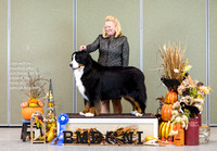 Dogshow 2023-10-29 BMDCNI Win Photos - Sun--141505