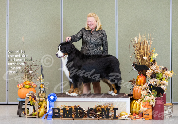 Dogshow 2023-10-29 BMDCNI Win Photos - Sun--141516