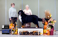 Dogshow 2023-10-29 BMDCNI Win Photos - Sun--101052-3