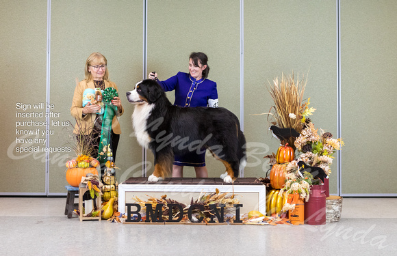 Dogshow 2023-10-29 BMDCNI Win Photos - Sun--144739-2