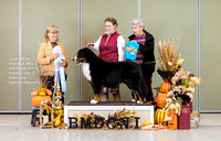 Dogshow 2023-10-29 BMDCNI Win Photos - Sun--144423-2