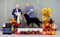 Dogshow 2023-10-28 BMDCNI Win Photos - Sat--090248-2 copy