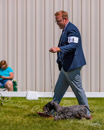 Dogshow 2022-06-19 Northeastern Illinois Kennel Club--134536-3