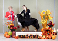 Dogshow 2023-10-28 BMDCNI Win Photos Day 1 --104930