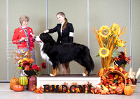 Dogshow 2023-10-28 BMDCNI Win Photos Day 1 --104918