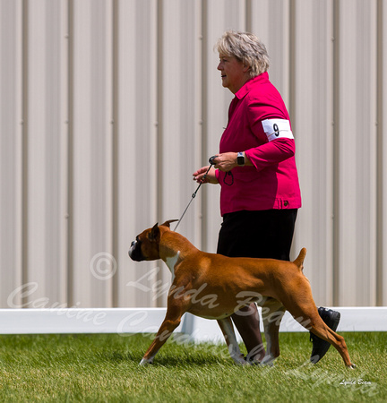 Dogshow 2022-06-19 Northeastern Illinois Kennel Club--131005