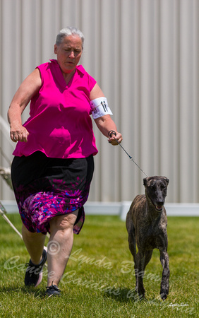 Dogshow 2022-06-19 Northeastern Illinois Kennel Club--124132