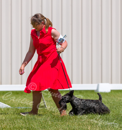Dogshow 2022-06-19 Northeastern Illinois Kennel Club--135704-5