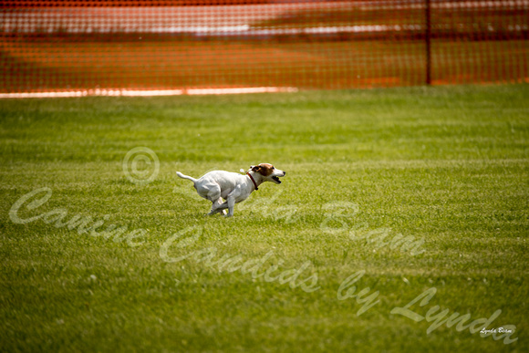 Dogshow 2016-06-11 Oak Creek CAT--105129-2