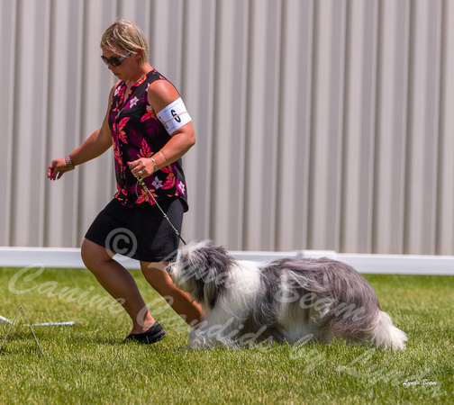 Dogshow 2022-06-19 Northeastern Illinois Kennel Club--123444-2