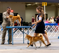 Dogshow 2023-10-20 Rapid City SD Day 1--135821
