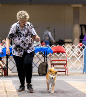 Dogshow 2023-10-20 Rapid City SD Day 1--122833-2