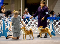 Dogshow 2023-10-20 Rapid City SD Day 1--122951