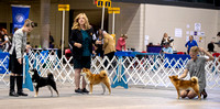 Dogshow 2023-10-20 Rapid City SD Day 1--123526