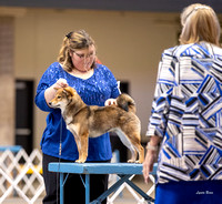 Dogshow 2023-10-20 Rapid City SD Day 1--120337