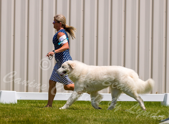 Dogshow 2022-06-19 Northeastern Illinois Kennel Club--131808-2