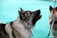 Dogshow 2024-06-30 NEINEA Candids--113610-2