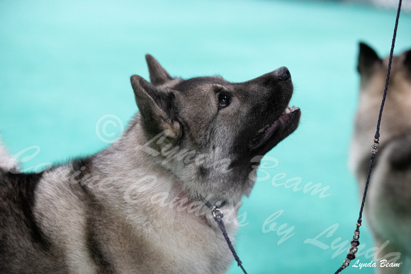 Dogshow 2024-06-30 NEINEA Candids--113610-2