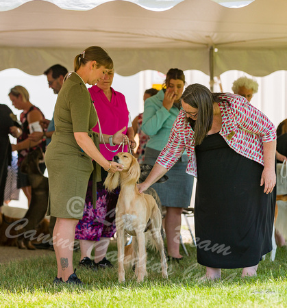 Dogshow 2022-06-19 Northeastern Illinois Kennel Club--124024