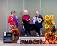 Dogshow 2023-10-28 BMDCNI Win Photos - Sat--150857 copy