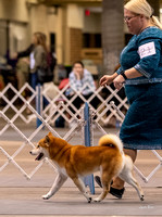 Dogshow 2023-10-21 NSCA and Rapid City--131357