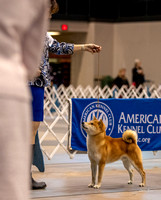 Dogshow 2023-10-21 NSCA and Rapid City--132544
