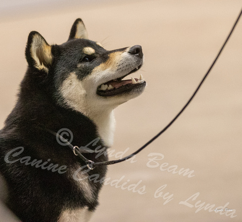 Dogshow 2023-10-21 NSCA and Rapid City--092152