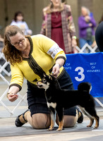 Dogshow 2023-10-21 NSCA and Rapid City--092412-2