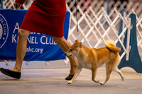 Dogshow 2023-10-21 NSCA and Rapid City--092840-2
