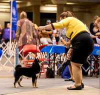 Dogshow 2023-10-21 NSCA and Rapid City--093103