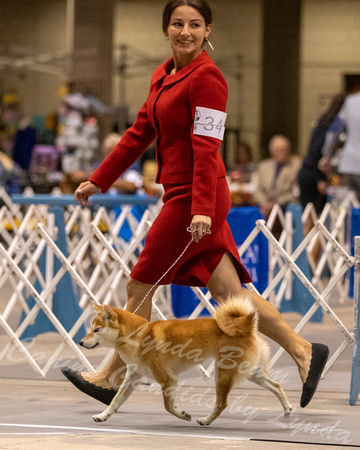Dogshow 2023-10-21 NSCA and Rapid City--093936