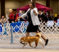 Dogshow 2023-10-21 NSCA and Rapid City--093756
