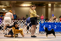 Dogshow 2023-10-21 NSCA and Rapid City--094329