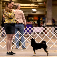 Dogshow 2023-10-21 NSCA and Rapid City--110958