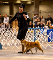 Dogshow 2023-10-21 NSCA and Rapid City--111749