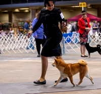 Dogshow 2023-10-21 NSCA and Rapid City--112142-4