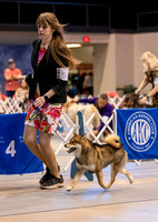 Dogshow 2023-10-21 NSCA and Rapid City--105433-2