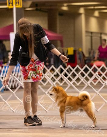 Dogshow 2023-10-21 NSCA and Rapid City--094848