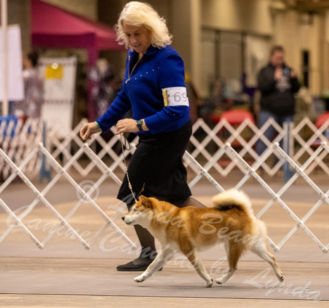 Dogshow 2023-10-21 NSCA and Rapid City--095241-3