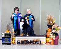 Dogshow 2023-10-29 BMDCNI Win Photos - Sun--120557-2 copy