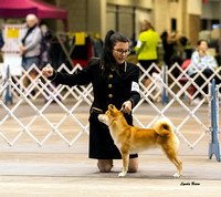Dogshow 2023-10-21 NSCA and Rapid City--115928 copy