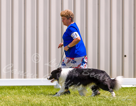 Dogshow 2022-06-19 Northeastern Illinois Kennel Club--123422-3